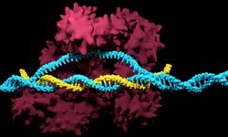 Biyoetik ve Genetik Düzenleme: İnsan DNA’sı Değiştirilebilir mi?