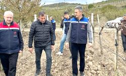 Zirai don hasarı sahada inceleniyor