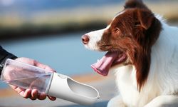 Gençler bavulunu paylaşıyor: Artık köpekler de tatile dahil!