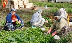 Beypazarı'nda tarım işçilerinin yevmiye ücreti belirlendi