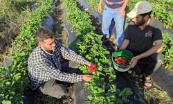 Organik Sason Çileğinde Hasat Başladı