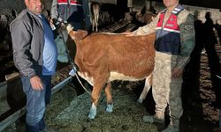 Çalınan 4 büyükbaş hayvan sahibine teslim edildi