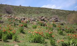 Ters Lale: Güzelliği Kadar Cezası da Etkileyici