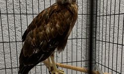 Yaralı Yaban Hayvanları Tedavi Edilip Doğaya Salındı
