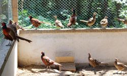 Kahverengi Kokarcaya Karşı Sülün