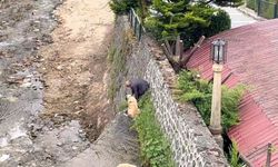 Mahsur Kalan Kangal Köpekleri Sahibi Tarafından Kurtarıldı