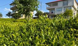 Açıklanan çay taban fiyatı Rizelileri böldü