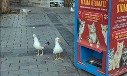 İstanbul'da kedi taklidi yapan martıların mama avı kamerada