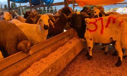 Kocaeli'de Kurbanlıklar Görücüye Çıkmaya Başladı