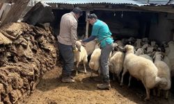 Diyadin'de Küçükbaş Hayvanlara Küpe Ve Aşı Çalışması
