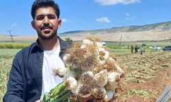 Araban Sarımsağına Bilim Eli: Genç Mühendisin Hikayesi
