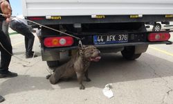 Malatya'da etkinlikte pitbull dehşeti: Bir kadın yaralandı