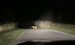 Nemrut'un maskot ayıları kış uykusundan uyandı