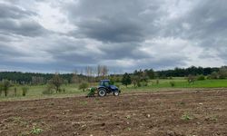 Kastamonu'da Karabuğday Çiftçinin Yeni Umudu Oldu