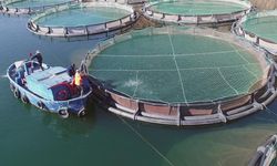 Muğla'nın Su Ürünleri İhracatı 1 Milyar Dolara Yaklaştı