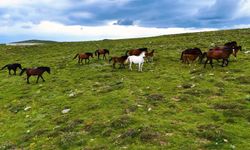 Yılkı Atları Kızılcahamam’ın Simgesi Oluyor