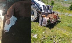 Bir annenin süt İneği için gözyaşları: "Çocuklarımı nasıl okutacağım?"