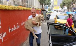 Hayvansever taksiciden örnek davranış