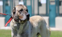 Dünyaca Ünlü Kangal ve Akbaş Yavruları Satılıyor