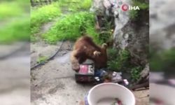 Ayı evin kapısına kadar geldi, çöpleri karıştırdı
