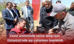 Ceviz üretiminde verim artışı için Günyüzü'nde aşı çalışması başlatıldı