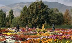Botanik nedir? Bitki Bilimine Giriş