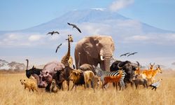 Zooloji nedir? Hayvanlar alemini keşfetmek