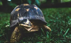 Kaplumbağaların sırlarla dolu yaşamı