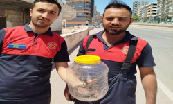 Mutfakta görülen yılan, paniğe neden oldu