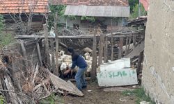 11 koyununu telef  olmuş halde buldu