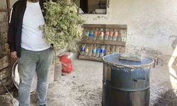 Kekikler şifa için kaynatılmaya başlandı