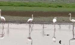 Diyarbakır’da Yıllar Sonra İlk Kez Flamingo Görüldü