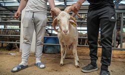 Kurban pazarının gözdesi...4 boynuzlu koçu görenler şaşırıyor