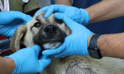 Üniversite desteğiyle en az 200 sokak köpeği kısırlaştırıldı
