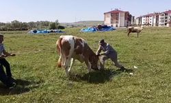Kurbanlık hayvan sahiplerini peşinden koşturdu