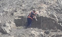 Ağa takılan 2 yaban keçisi kurtarıldı