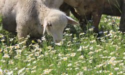 Koyun ve kuzular papatya manzarasında otluyor