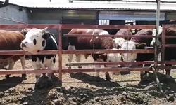 7 hisseli kurbandan umre ziyareti çıktı çifte bayram yaşadı