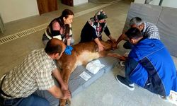 Kırık Bacakla Doğan Buzağı Ameliyatla İyileşti