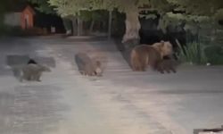 Yavruları ile çöpleri karıştıran boz ayı aniden saldırıya geçti