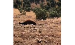 Yabani yılkı atı ölümleri 7’ye yükseldi