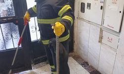 Bilecik'te bir apartmana giren yılan itfaiye ekiplerince yakalandı