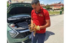 Otomobilin kaput kısmına sıkışan yavru kediler kurtarıldı