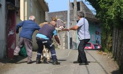 Kaçan kurbanlık sahiplerini peşinden koşturdu