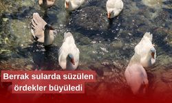 Eğitim Merkezi'ndeki ördeklerden görsel şölen