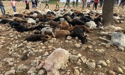 Şırnak'ta yıldırım isabet eden 95 küçükbaş hayvan telef oldu