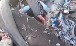 Yer yine Mersin: Bu kez 8 köpek balığı ağlara takıldı