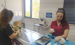 "Önceliğimiz hayvanların sağlığı ve güvenliği"