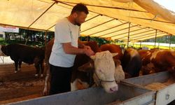 Hayvan pazarları kapatıldı