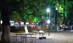 Aç kalan domuz sürüsü parkı bastı